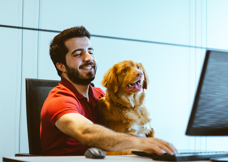 Investir em um sistema para petshops